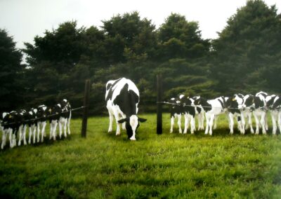 Ashlyn, top cow in the world with one embryo collection