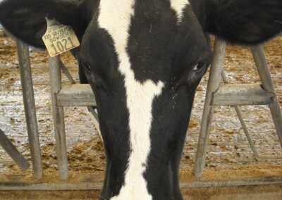 my favorite cow Helen