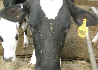 Elke, employee of the month. 135 pounds of milk per day!