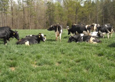 between milking and feeding